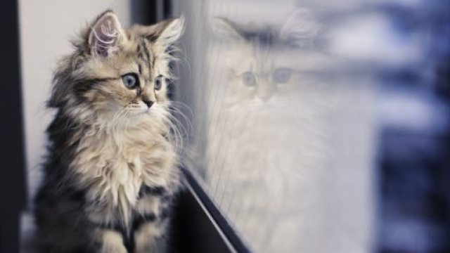 Fond d'écran : chat, fenêtre, réflexion, moustaches, Maine Coon ... - wallhere.com