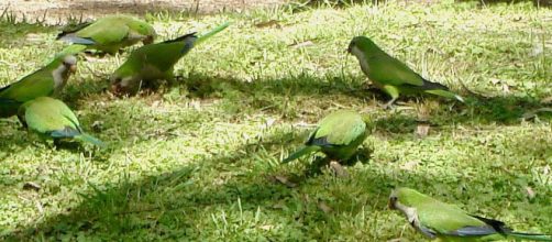 Monk Parakeets, Argentina. [Image source/gailhampshire Wikimedia Commons]