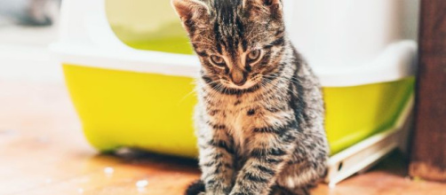 Apprendre au chat à utiliser sa litière - Chiens, chats et tous ... - animal.ch