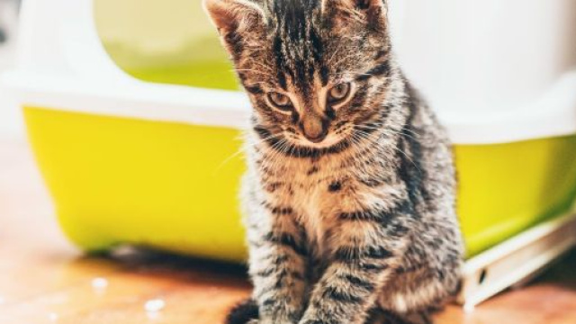 Apprendre au chat à utiliser sa litière - Chiens, chats et tous ... - animal.ch