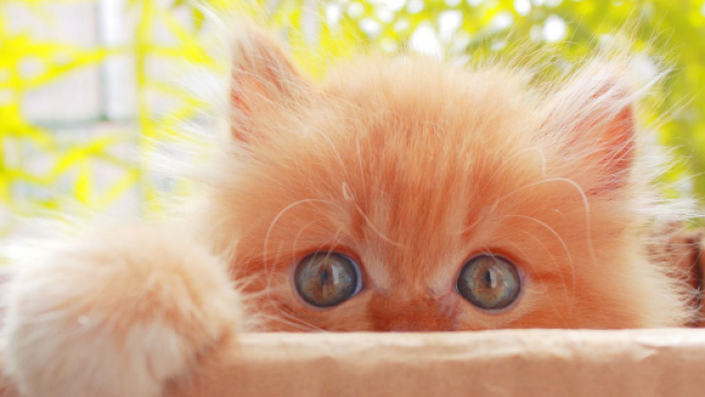 chat: cinq conseils pour le rendre plus c&acirc;lin