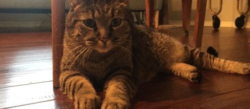 Ms. Kitty is a 10-year-old tabby who ended up at the shelter when her owner's passed away. [Image via Joy Williams - used with permission]