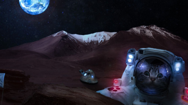 chat: ces raisons qui expliquent pourquoi il dort avec son maitre