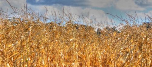 Lo strano giro dei fondi UE per l'agricoltura nei paesi dell'Est.