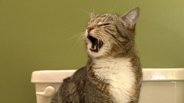 Fonds d'ecran Chat domestique Toilettes Animaux télécharger photo - 1zoom.me
