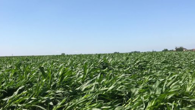 Maltempo, gravi danni all'agricoltura.