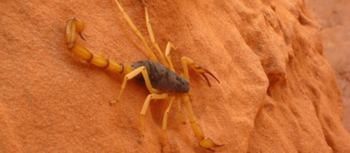 Oroscopo dicembre, Scorpione: possibili incomprensioni nel mènage amoroso.