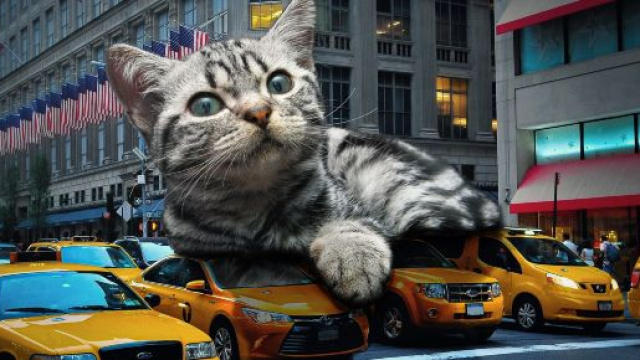 5 raisons qui expliquent pourquoi un chat lèche son maitre - photo publiée sur Pixabay