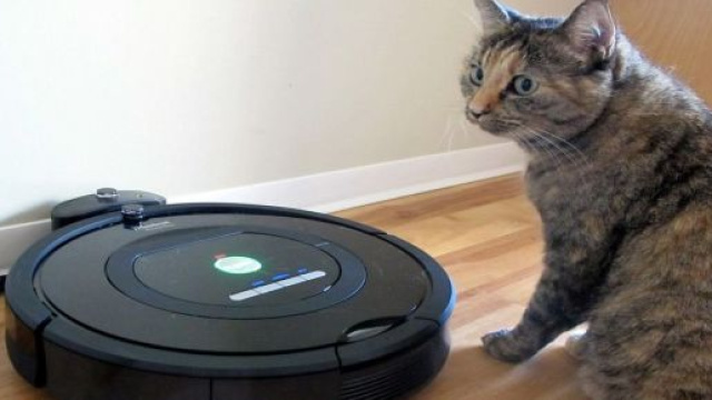 iRobot Roomba: 5 video divertenti, gatti in viaggio sull'aspirapolvere