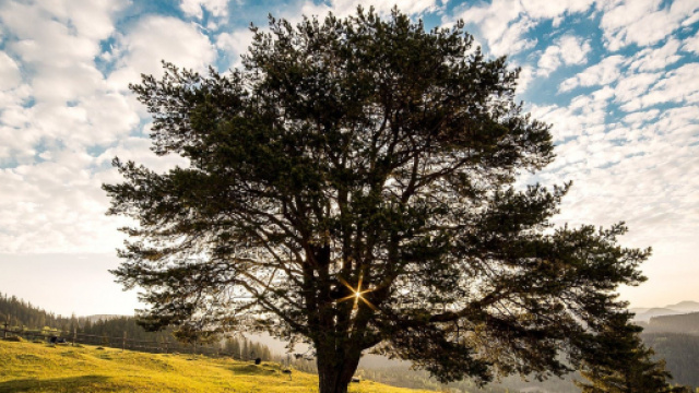 Vous pouvez voter pour l'Arbre de l'Année. Credit: Pixabay