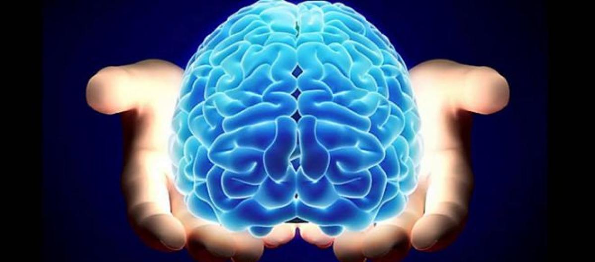 El cerebro es un órgano necesario para la regulación del comportamiento del  ser humano