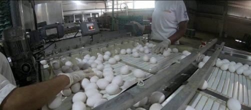 Brasileiros comem quase o dobro de ovos comparado à década passada. (Reprodução/TV Globo)