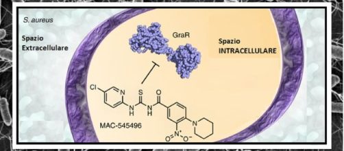 Su 45mila composti, selezionato un composto molto efficace nell’inibire GraR, un proteina che favorisce la resistenza agli antibiotici.