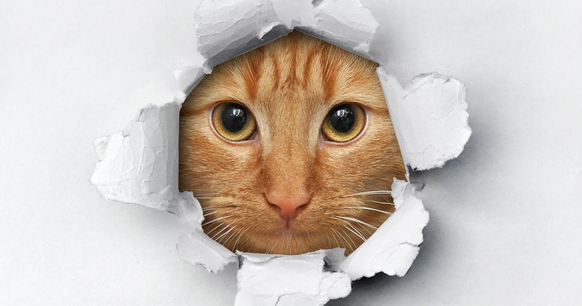 Chat Top 6 Des Prenoms Preferes Des Francais