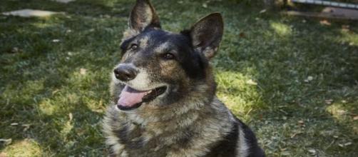 Will, a senior German shepherd at Lily's Legacy Senior Dog Sanctuary, is waiting to be adopted. [Image via Alice Mayn - used with permission]