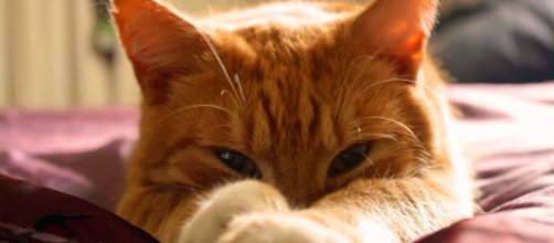 MAISON DE TOILETTE POUR CHAT - Litière pour chat - litierepourchat.fr