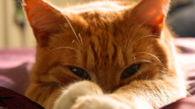 MAISON DE TOILETTE POUR CHAT - Liti&egrave;re pour chat - litierepourchat.fr