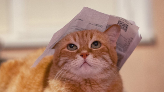 Chat: 5 explications de leur étrange comportement - Blasting News