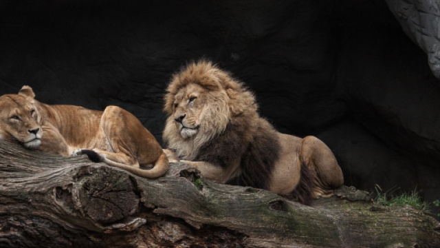 Oroscopo 8 novembre: amore 'top' per Sagittario e Leone.