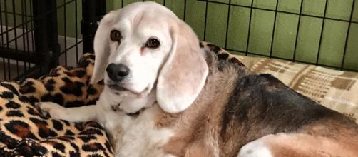 Molly is an adorable senior beagle who is waiting to be adopted - [Image via Travis Quella - used with permission]