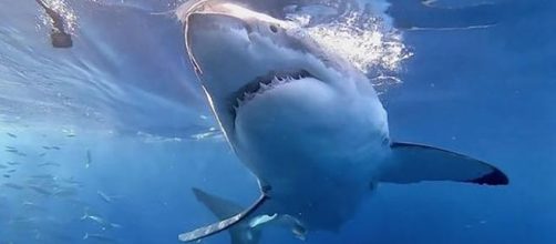 Un turista scozzese è stato divorato da uno squalo nell'Oceano Indiano: nello stomaco aveva il dito dell'uomo.