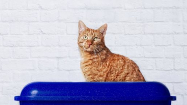 Litière pour Chat Autonettoyante - Guide d'achat Comment Choisir ... - starnimo.com