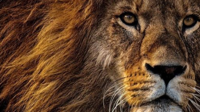 Oroscopo 2020 Leone, amore: utilizzare sia il cuore che la testa