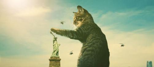 Chat 5 Choses Quil Veut Dire Quand Il Miaule