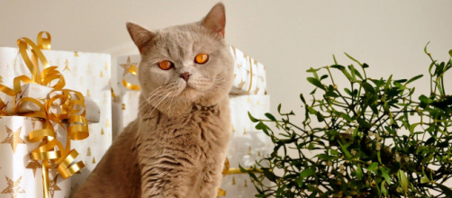 5 raisons qui expliquent pourquoi un chat est attiré par le sapin de Noël