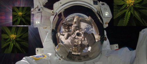 Des pousses de Cannabis vont être envoyés sur l'espace. Credit: Pixabay