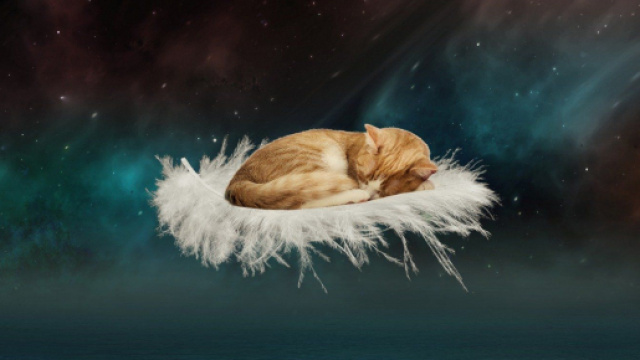 Chat: 5 excellentes raisons de ne pas le laisser domir dans son lit