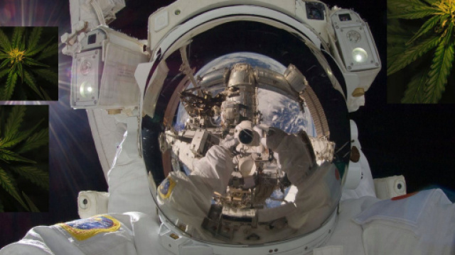 Des pousses de Cannabis vont &ecirc;tre envoy&eacute;s sur l'espace. Credit: Pixabay