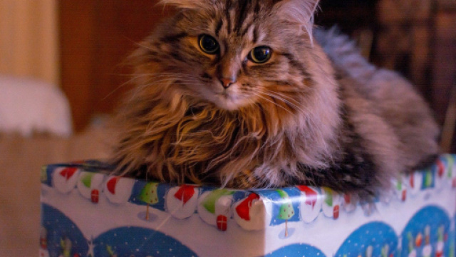 Chat 5 choses à ne surtout pas lui donner pendant le repas de Noël