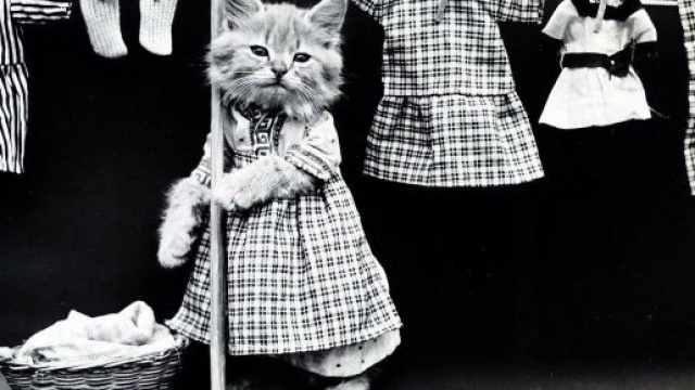 chat: 5 conseils pour qu'il soit en bonne sant&eacute;