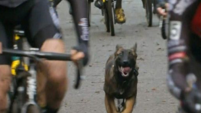 Il cane sul percorso del Druivencross