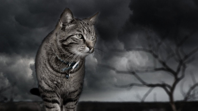 Chat 5 façon de calmer ses miaulements