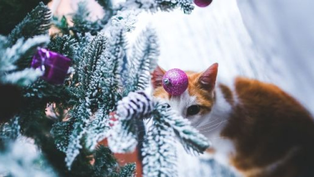 Chat: cinq conseils pour les protéger du froid en hiver