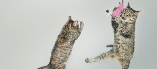 5 raisons qui expliquent les coups de folie d'un chat