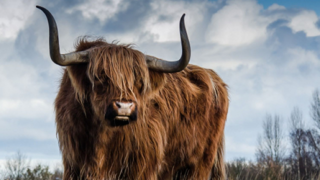 Oroscopo del 2020: infatuazioni 'pericolose' per Bilancia, figli in arrivo per Toro.