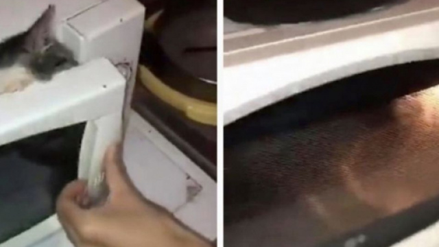 Chat: mis dans un micro ondes la SPA porte plainte