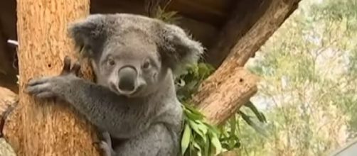 Hundreds of koalas perish in Australian bushfire. [Image source/CGTN YouTube video]