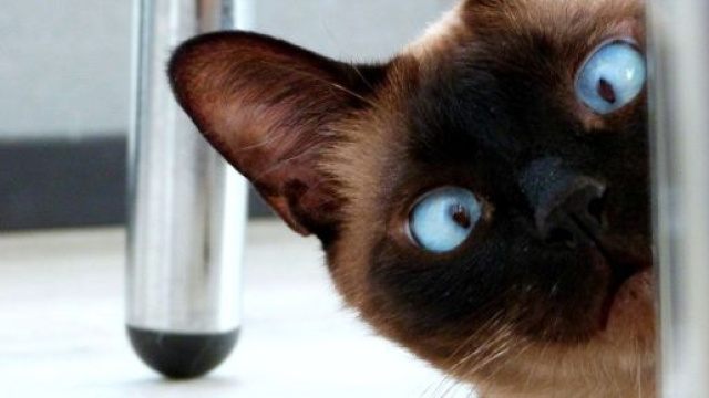 Chat ces signes qui montrent qu'il a besoin de plus d'attention