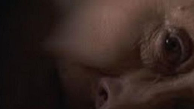 Ursula Dicenta viene trovata morta