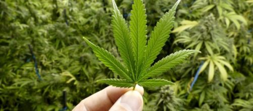 Folhas da planta cannabis sativa, conhecida como maconha, que dá origem ao canabidiol. (Arquivo Blasting News)