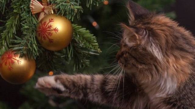 Chat ces conseils qui peuvent sauver le sapin de Noël