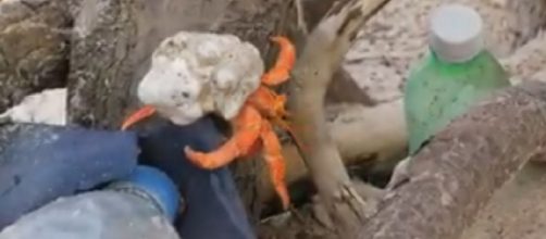 Hermit crabs killed by plastic debris on remote islands. [Image source/IMAS YouTube video]