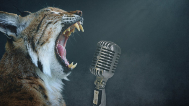 chat ces signes qui montrent qu'il s'ennuie