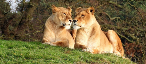 Oroscopo 9 dicembre: Leone intuitivo, finanze 'top' per Toro.
