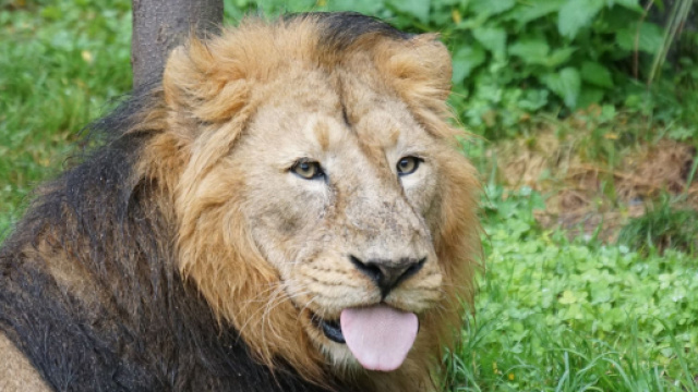 Previsioni astrologiche, classifica su fortuna e lavoro di gennaio: Leone 'top'.