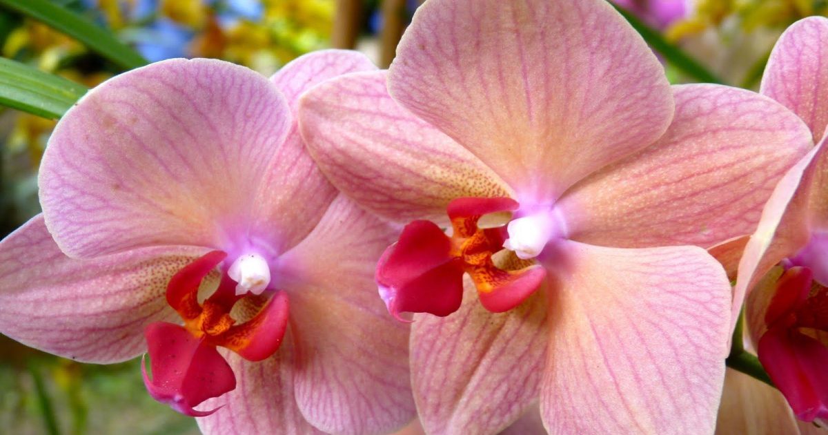 Las orquídeas y el girasol son plantas llenas de colores y exuberante  belleza